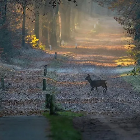 Nieuw Het Middelpunt Op De Veluwe Bij Het Bos Apartamento Lunteren